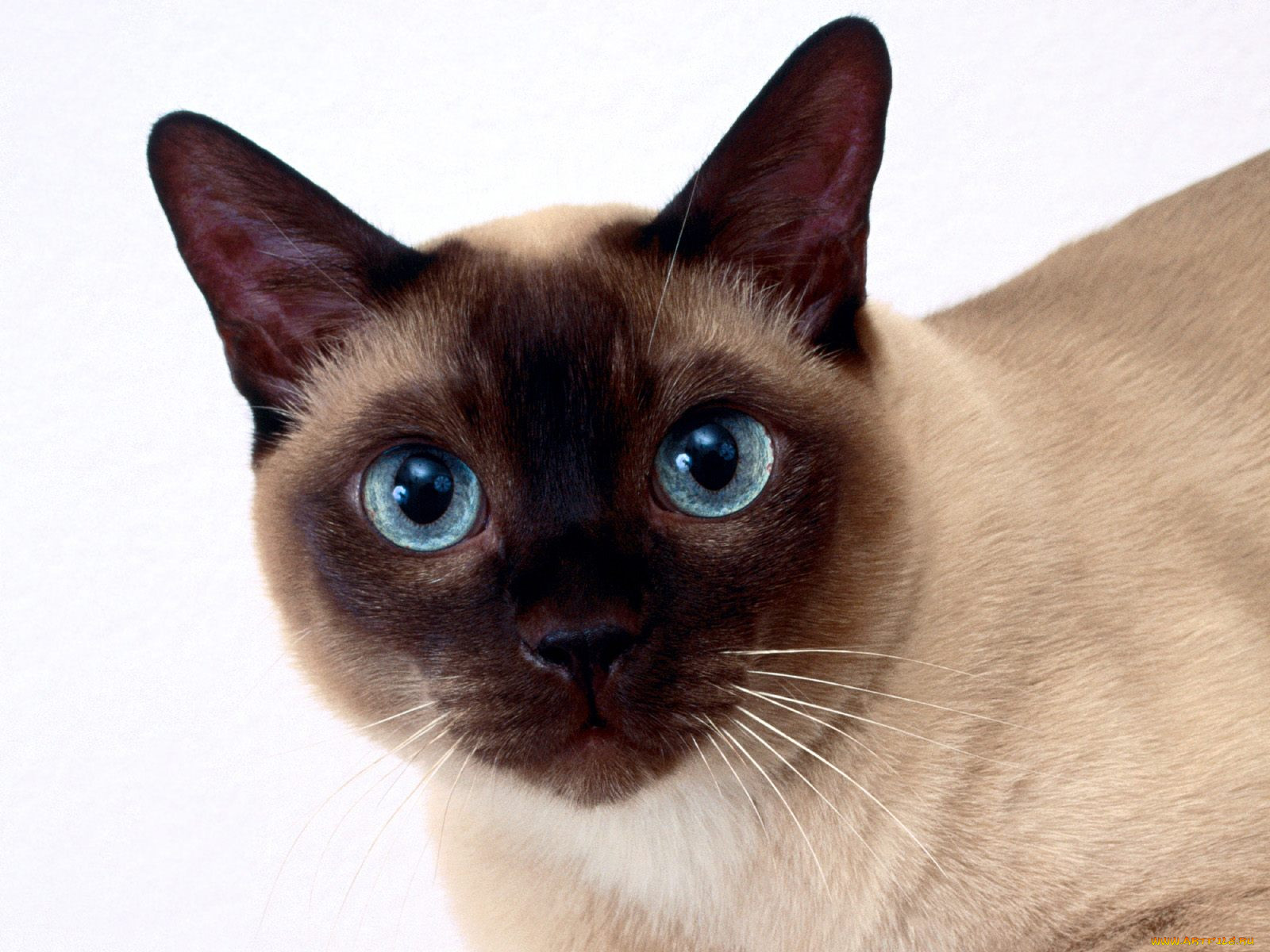 clarissa, tonkinese, , 